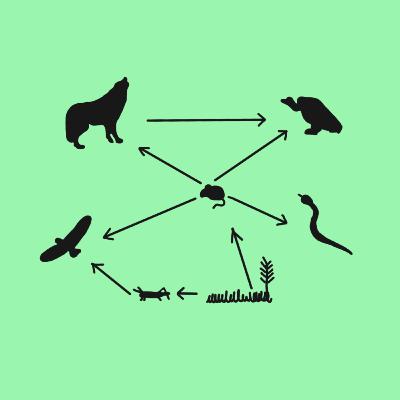 Community Structure