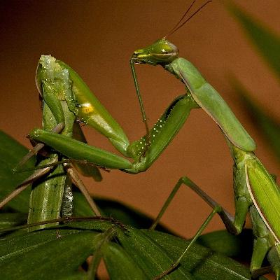 Cinsel Yamyamlık Nedir? Hangi Canlılar Partnerini Yiyor?