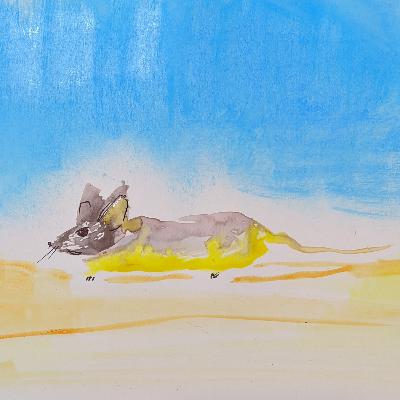 Yellow Rumped Leaf Eared Mouse