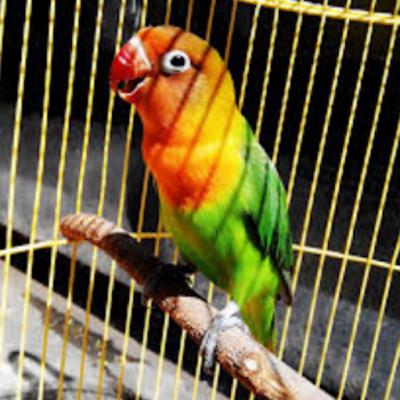 Lovebird Pagi Hari