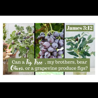 The Tongue - The Fig and The Olive  - James 3