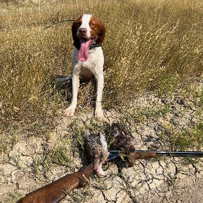 Montana! Sharptail Grouse and Hungarian Partridge Sept 2022