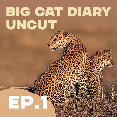 EPISODE 01: Big Cat Diary Uncut – '1996: A Leopard Called Half-Tail' EPISODE 01: Big Cat Diary Uncut – '1996: A Leopard Called Half-Tail'