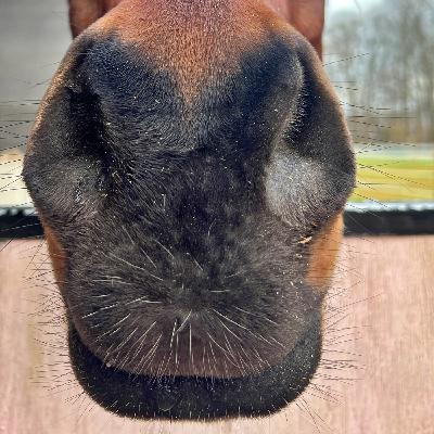 #424 Darth Vader im Offenstall: Wenn Pferde inhalieren