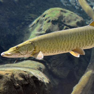 Tiger Musky High & Lows Ep:2