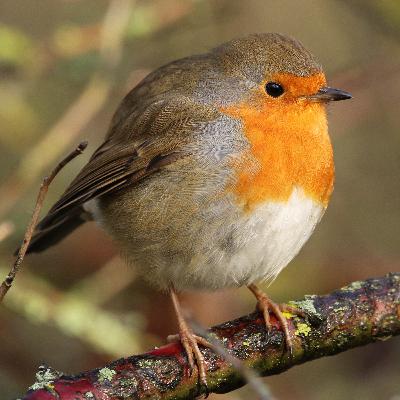 A Blackbird in the Garden