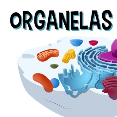 Organelas da célula