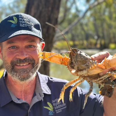 Ep 62: Murray Spiny Crayfish Ep 62: Murray Spiny Crayfish