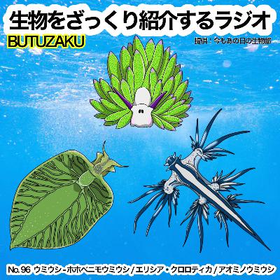 第96話：✉️🐦「ウミウシ - ホホベニモウミウシ / エリシア・クロロティカ / アオミノウミウシをざっくり紹介