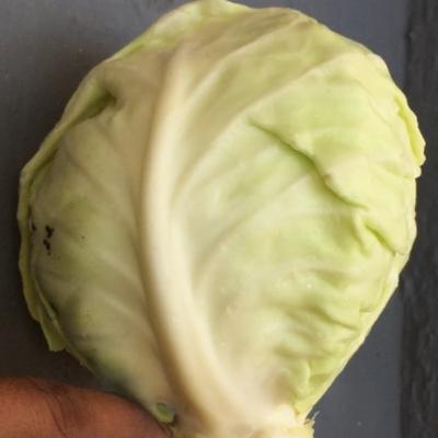 Cabbage plant - interesting facts and information