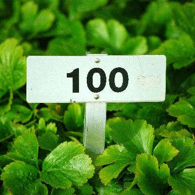 100. rész: 100!