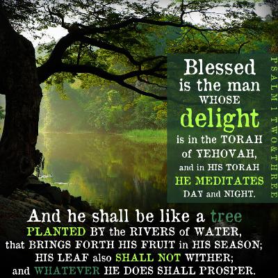 Scripture Reading - Psalm 1