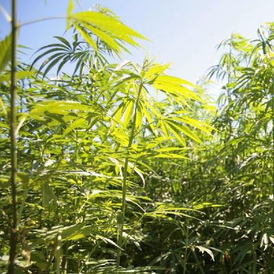 Flora non grata – Absurde Blüten