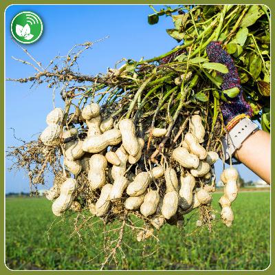 Maní argentino: calidad de exportación y una campaña que pone a prueba al cultivo