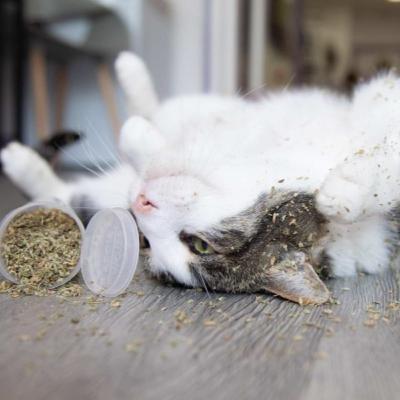 E10 - Catnip Evergreen