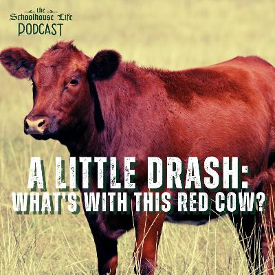 The Sabbath of the Red Heifer - A little drash The Sabbath of the Red Heifer - A little drash