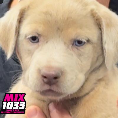 Quinn Up For Adoption! Quinn Up For Adoption!