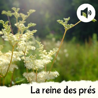 La reine des prés La reine des prés