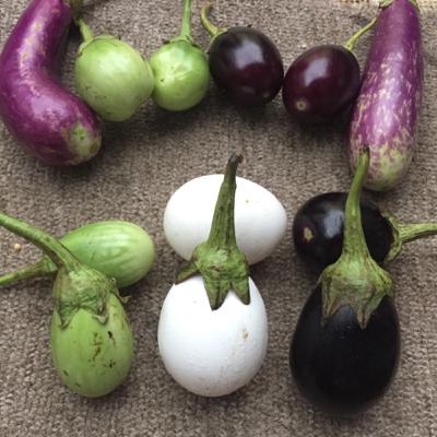 Brinjal/ Egg plant/ Aubergine