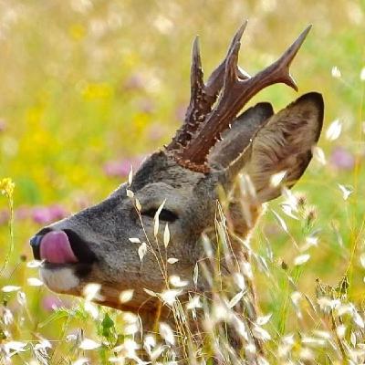 48.¡Descubre los secretos de los corzos con un experto!