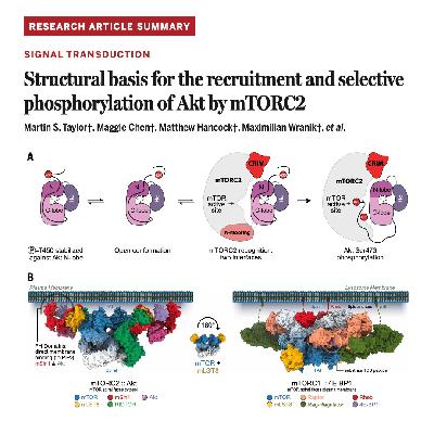 702-Structural Basis for mTORC2 & Akt Phosphorylation 702-Structural Basis for mTORC2 & Akt Phosphorylation