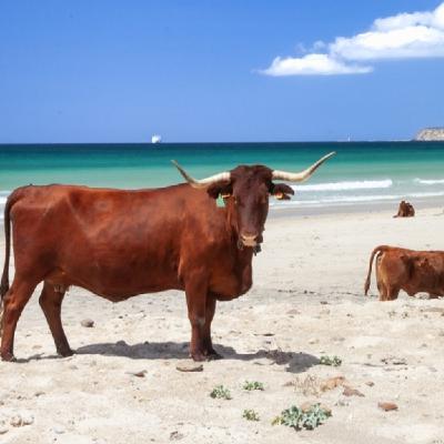 Conexión Barossa Valley y Cádiz: La historia jamás contada