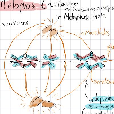 Meiosis -Episode 15#