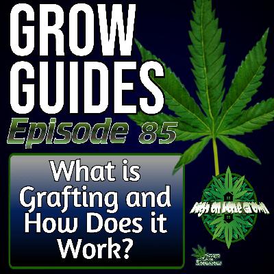 Cannabis Grafting Explained! How It Works, Why Try It & Step-by-Step Guide | Grow Guides Ep. 85