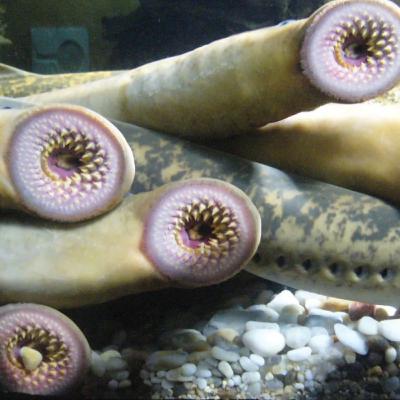 27. Lamprey (The Fish Without A Jaw) 27. Lamprey (The Fish Without A Jaw)