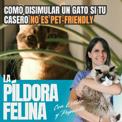 504. Como disimular un gato si tu casero NO ES PET-FRIENDLY