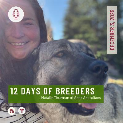 12 Days of Breeders 2025 - #3 - Natalie Thurman of Apex Anatolians 12 Days of Breeders 2025 - #3 - Natalie Thurman of Apex Anatolians