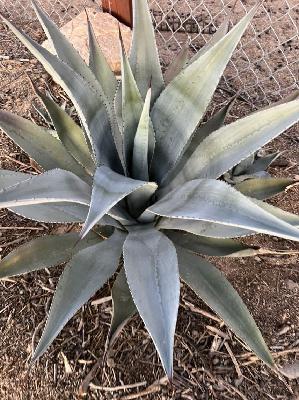 Farming agave while respecting the environment, people & tradition