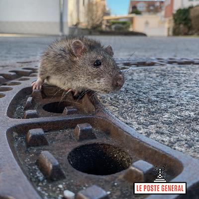 Le rat d'égout - Ratus norvegicus