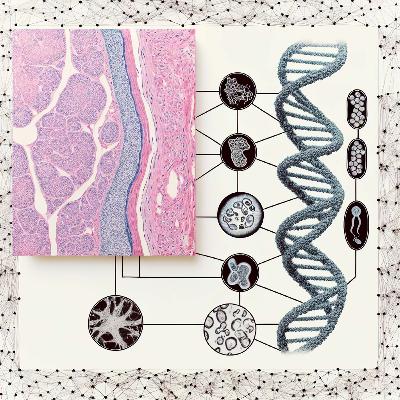 Foundation Model Series: Transforming Biology with Zelda Mariet from Bioptimus