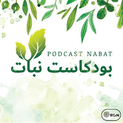 العناية بالنباتات المنزلية في فصل الشتاء