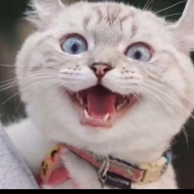 Stadt Land Fluss Warrior Cats Version 👀🖤 Stadt Land Fluss Warrior Cats Version 👀🖤