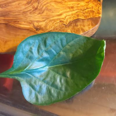 Gedanken zur Solarwirtschaft in old Germania. Spass beim Medizinischen Dienst der Krankenkassen. Gedanken zur Solarwirtschaft in old Germania. Spass beim Medizinischen Dienst der Krankenkassen.