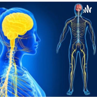 Importancia de las células nerviosas, su estructura y función Importancia de las células nerviosas, su estructura y función