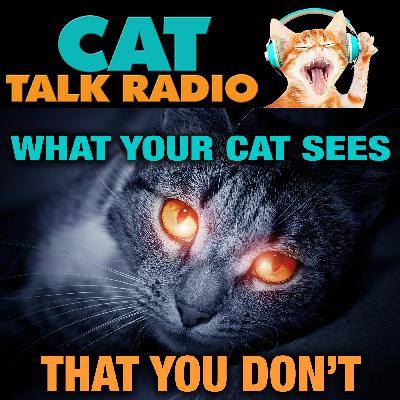 What Your Cat Sees That You Don't (And What You See That They Don't!) What Your Cat Sees That You Don't (And What You See That They Don't!)