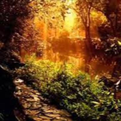 Un lugar en el bosque