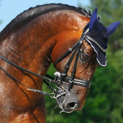 An Open Letter to the FEI