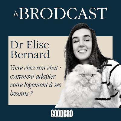 Vivre chez son chat : comment adapter votre logement à ses besoins ?