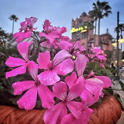 Walkabout Wind-down Rainy Evening at Hollywood Studios with Host Josh