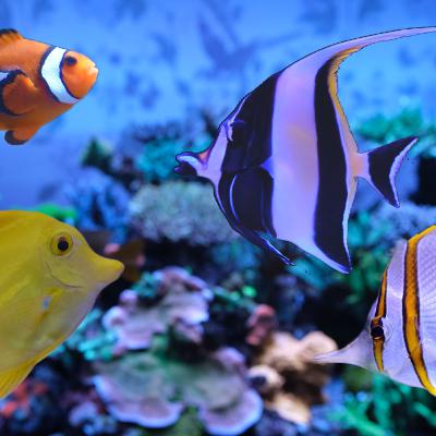 The Definitive Top 10 Saltwater Aquarium Fish! The Prestige Reef Dork Show Ep 100