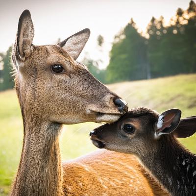Love (zaagi) - Anishinaabe WOTD