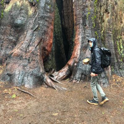 Ep. 3 - Ambient Sounds: Rain in the Redwood Forest Ep. 3 - Ambient Sounds: Rain in the Redwood Forest