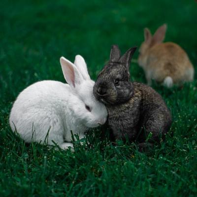 自分を生かす　うさぎとゾウの話し