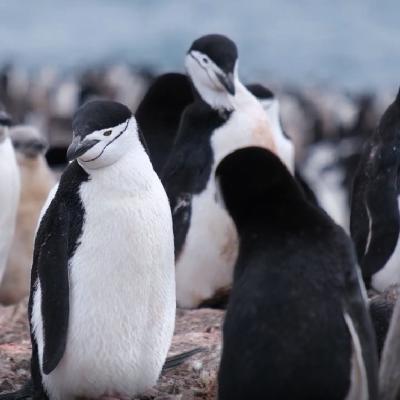 Reportajes Emisoras - Ceuta - Apadrina un pingüino - 23/02/26