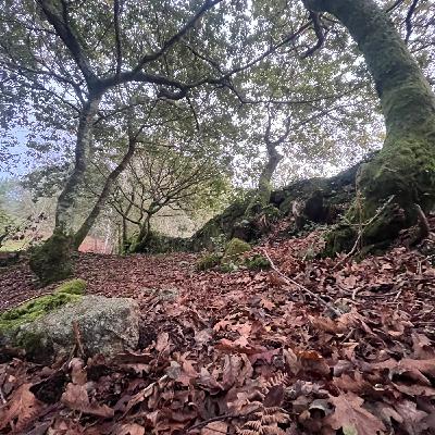 Los sonidos del Camino de @laflechaamarillapodcast Los sonidos del Camino de @laflechaamarillapodcast