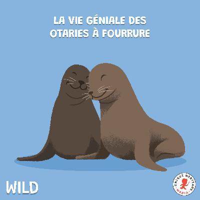 La vie géniale des Otaries à fourrure ! La vie géniale des Otaries à fourrure !